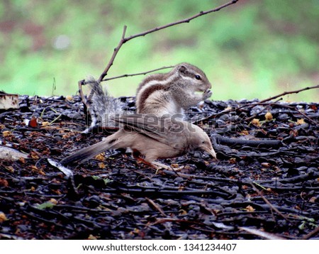         Squirrel and Babbler Foraging Together                        