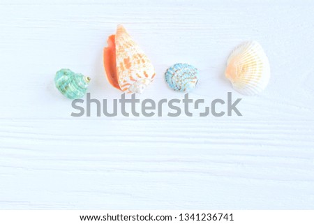 Many beautiful colorful exotic seashells with selective focus on white wooden background. Summer vacation backdrop with colorful tropical sea shells. Beautiful summer flat lay with set of shell