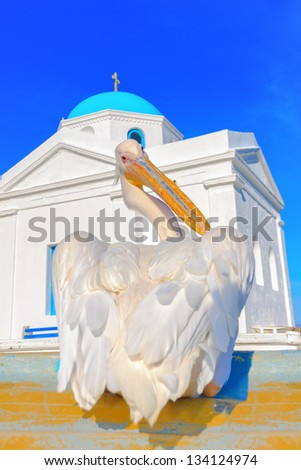 Petros the famous pelican of Mykonos with church in background