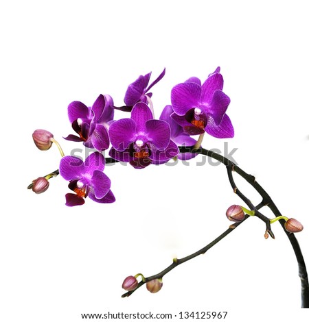 dark pink orchid flowers isolated on white background Royalty-Free Stock Photo #134125967