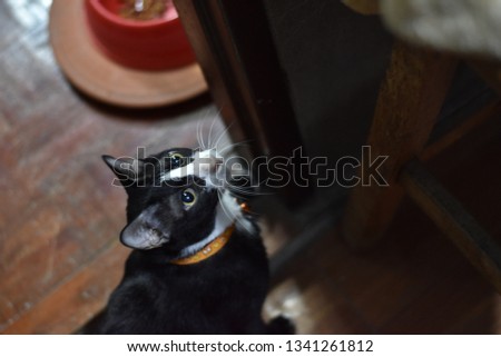 cute black and white batman cat