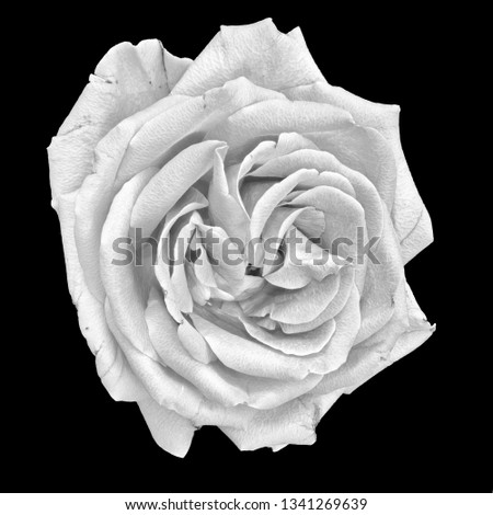 Still life fine art monochrome macro of a single isolated bright white rose blossom with detailed texture on black background in vintage painting style