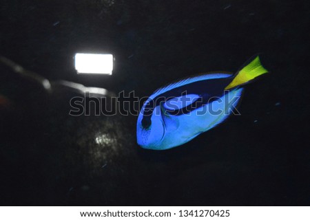 tropical fish with beautiful colors. in a Marine Aquarium. 