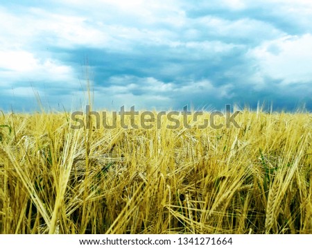 A picture horizontally split exactly in the middle, while the upper part shows a cloudy sky and the lower part a yellow corn field