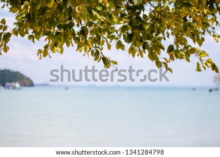 Tree branches with green leaves against blue sky and amazing calm sea on sunny day in nature