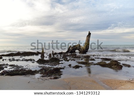long exposure tree stump in the water near the shore