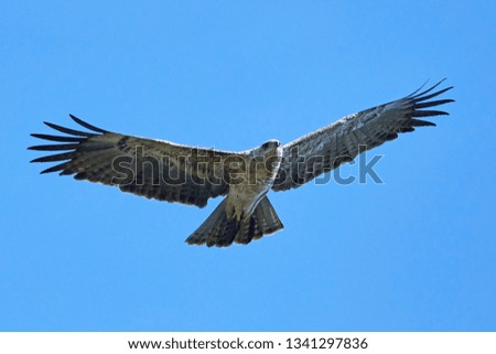 Tawny eagle (Aquila rapax) in flight with blue skies in the background