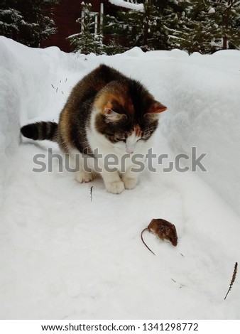 Cat and mouse in the snow