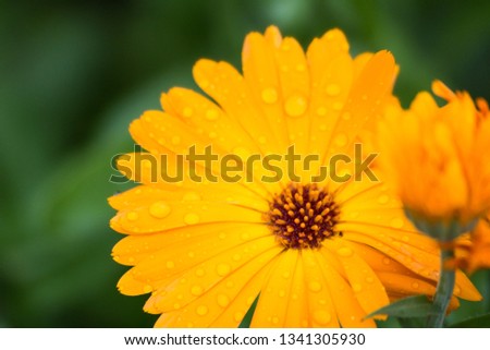 Some summer flower in the village garden