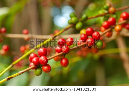 Coffee beans mature ready to pick up on tree - coffeea arabica