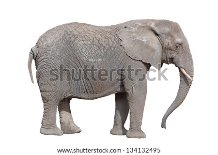 elephant isolated on white  background