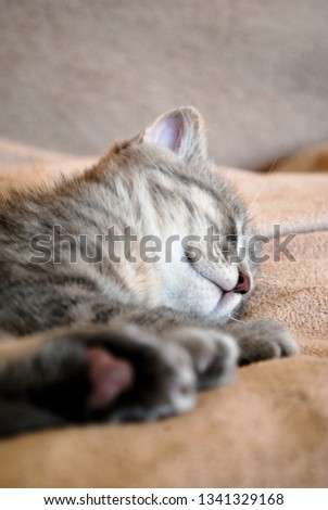 
Little scottish fold kitten sleeping on the bed