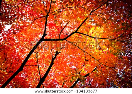  Autumn Colours in  Japan