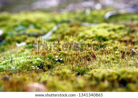 Moss on a foundation stone - green moss - texture