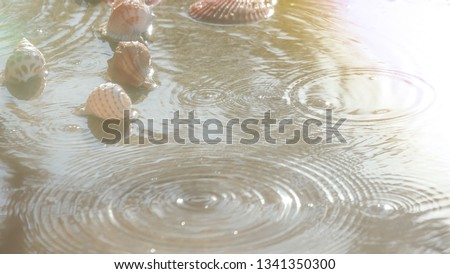Many shells that love Placed on the floor With water due to rain in the accommodation area near the sea.