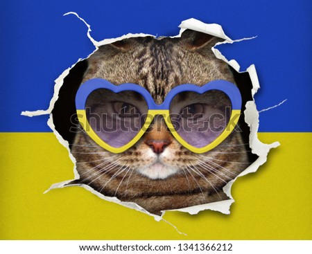 The funny cat in heart shaped sunglasses is looking up through hole in the paper flag of Ukraine.