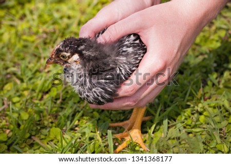 Black And White Small Chick