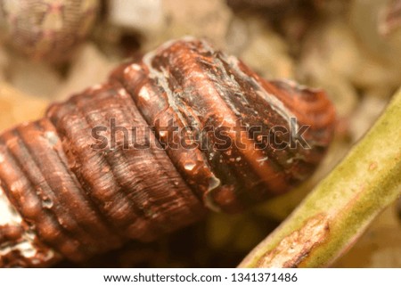sea snail shell 