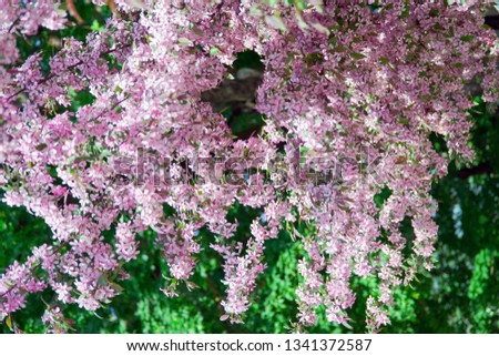 Branches with beautiful pink flowers probably European bird cherry (Prunus padus Colorata)