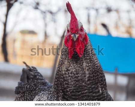 Cock look ahead
