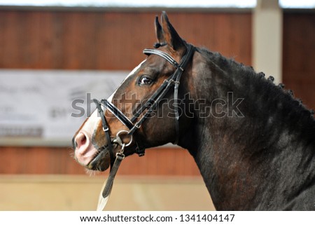 Horse portrait in spring