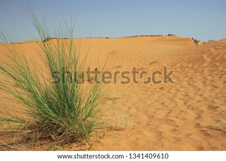 A tuft of desert grass in front of the picture on the left in the Sahara desert in Tunisia, Africa