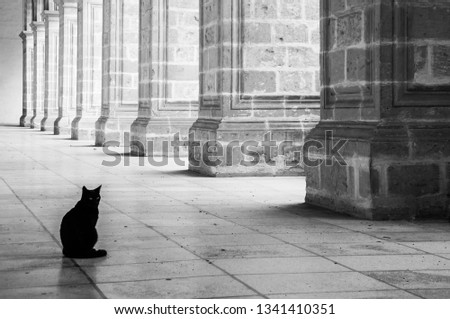 black cat in the floor