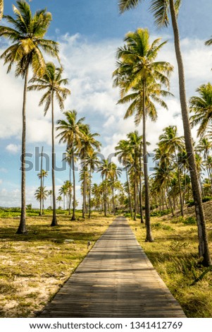 beach with coconut trees. Summer with sun. path among the coconut trees