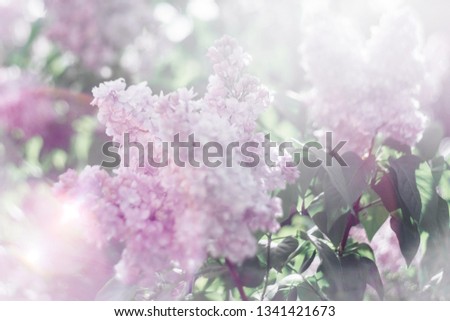 lilac tree in bloom pink violet flowering