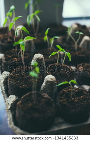 Cucumber plant in seedling peat pot on a rustic wooden table. Young seedlings tomato with water drops in peat pots. Selective focus. Potted seedlings growing in biodegradable peat moss pots close up 