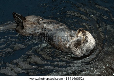 Sea Otter swimming in Lisbon Oceanarium