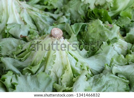 Salad at marketplace. Fresh green salad 