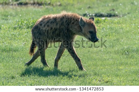 A Hyena in the Ngorongoro Crater