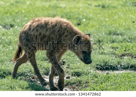A Hyena in the Ngorongoro Crater