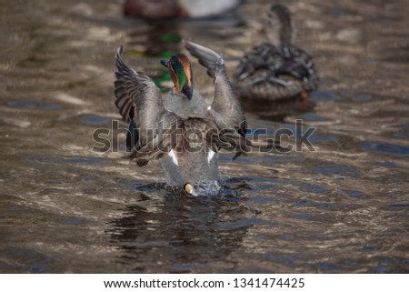 Green-winged Teal at the Pond