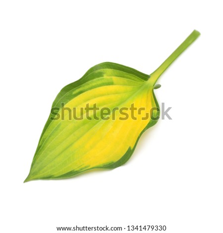 Leaf hosta isolated on white background. Flat lay, top view
