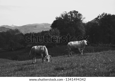 French Basque Country. Two cows grazing at pasture. Pyrenees mountains with snowed peak at background. France. Black and white photo.