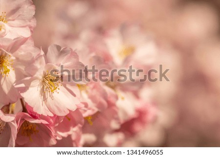 Blooming cherry tree in springtime. Beautiful spring pink flowers in a park. Nature wallpaper background with blossoming Sakura. Soft focus. Game of color. Closeup. Copy space.