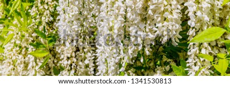White Wisteria blossom in garden. Japanese Wisteria floribunda var. Shiro Noda, banner