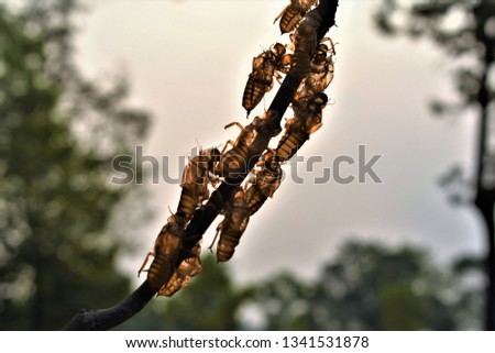 tropical cicada insect skins on dead branch over blurry wood tree leaves