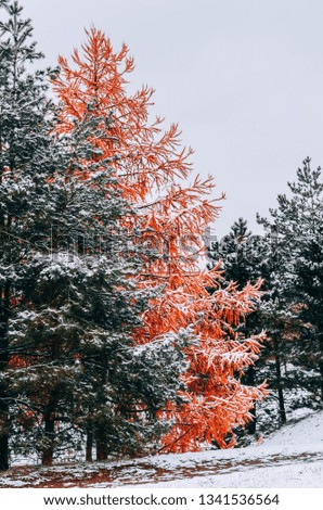 Orange tree in a snow