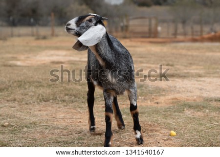 picture of goat outside