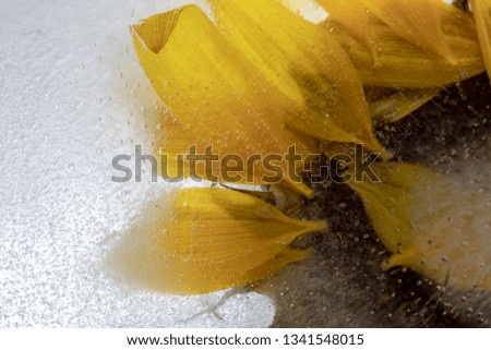 Close-up shots on a frozen sunflower