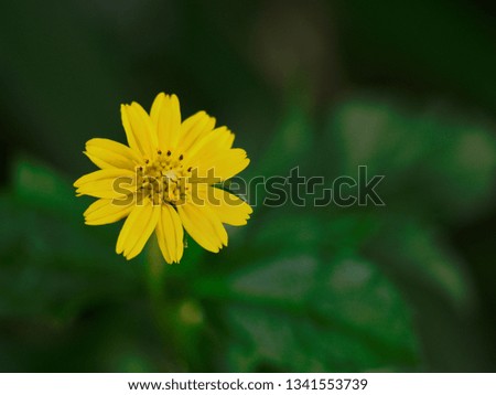 Yellow flower image
Sunflower in forest 
Small yellow sunflower 
Sunflower isolated 