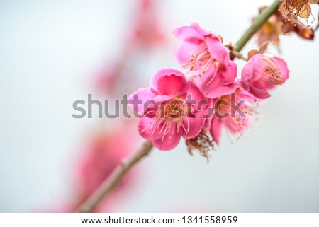 Japanese apricot flower