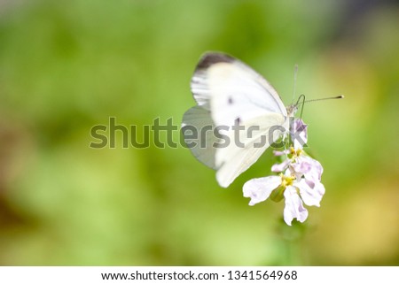 Beautiful pink Wild flower anemones fresh morning on nature clover and butterfly in a meadow the rays of sunlight in summer in the spring. A picturesque colorful artistic image with a soft focus