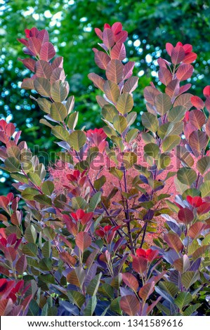 The beautiful, coloured tips of the foliage and wispy smoke flowers of the purple smoke bush make it an outstanding choice of shrub for the garden.