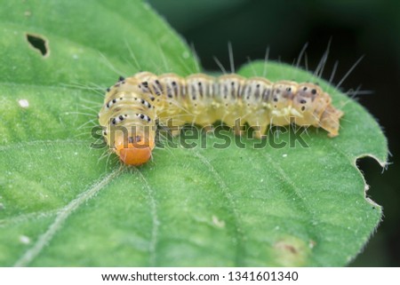 closeup with caterpillar 