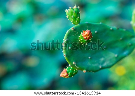 The Cactus Flower