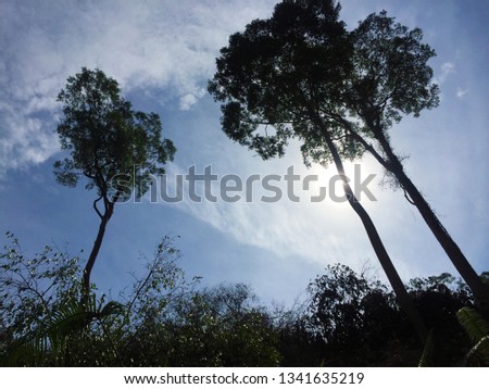 Silhouette of tall trees in the middle of noontime with sun light and blue sky background.